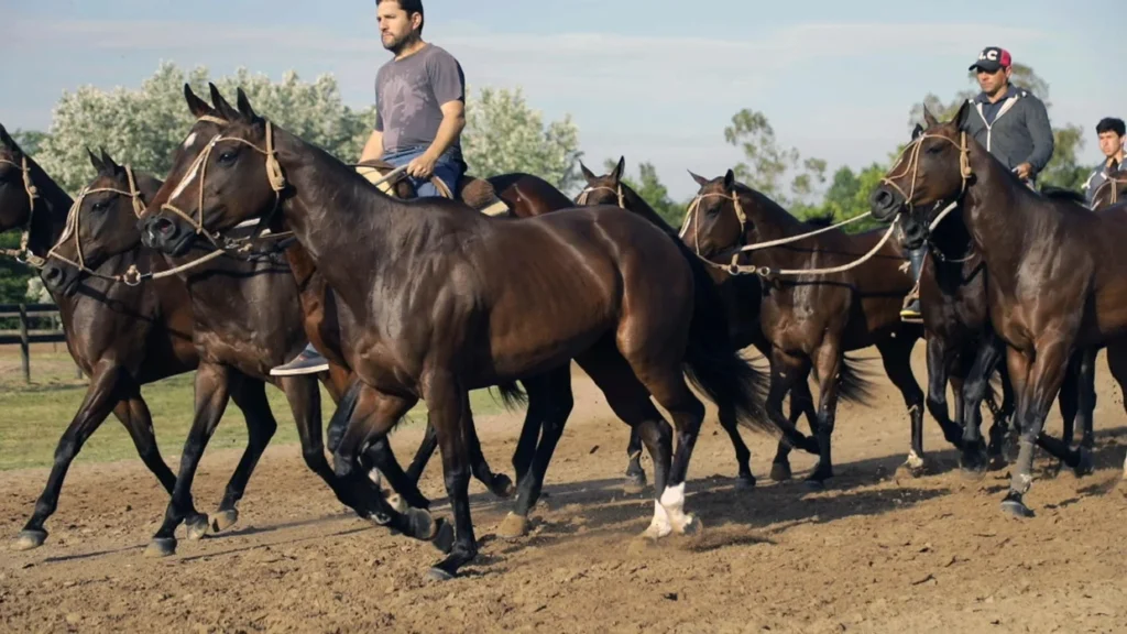 clonación de caballos de polo 2