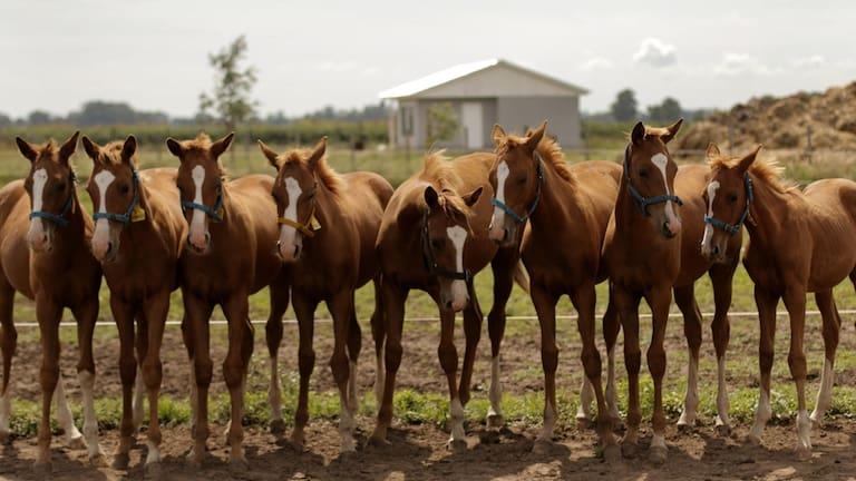 clonación de caballos de polo 3