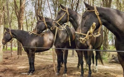 Adolfo Cambiaso y la clonación de caballos de polo: la historia de Cuartetera