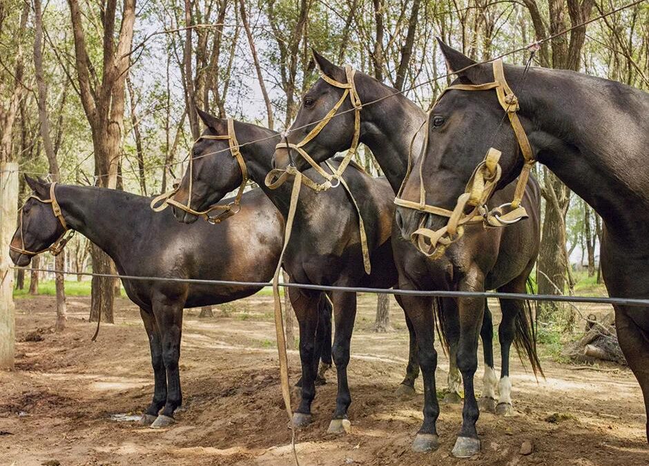 Adolfo Cambiaso y la clonación de caballos de polo: la historia de Cuartetera