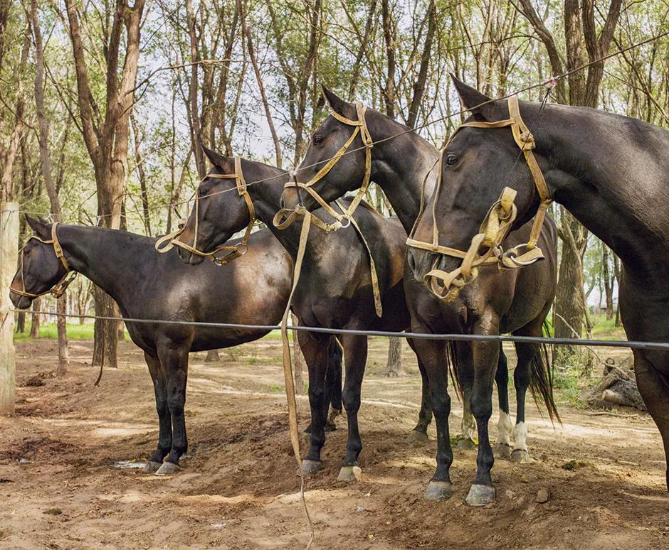 clonación de caballos de polo